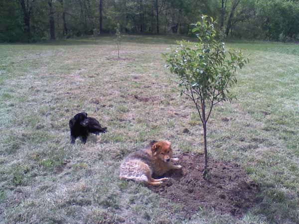 Pups in Newly Planted Orchard