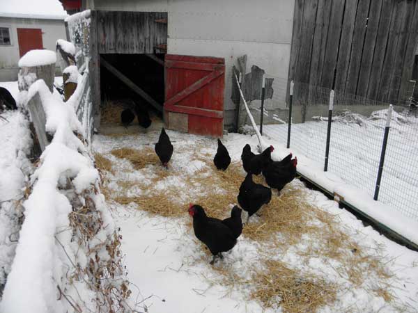 Winter Chicks