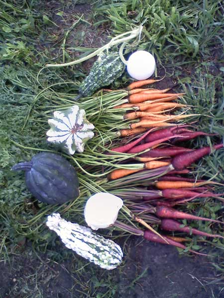 Garden Harvest