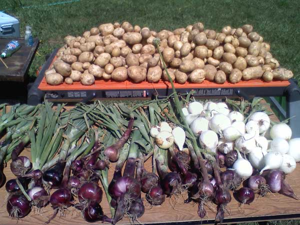 Garden Harvest