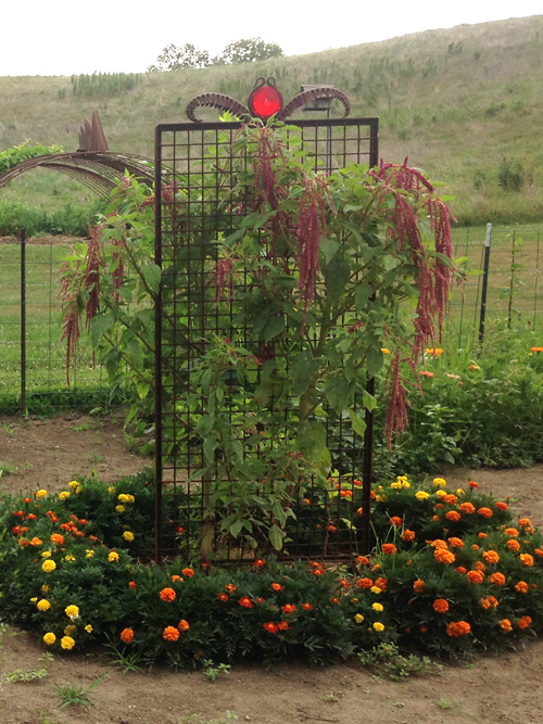 Red Top Trellis